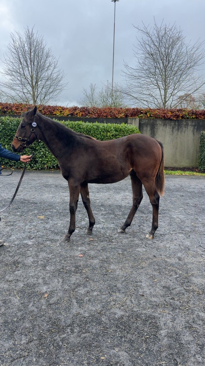 AdrianKenny9's tweet photo. 🌟 Lot 188 @Goffs1866 is our smashing #Calyx colt foal which stands among the @Summerhillstble draft in Barn A 🌟
Dam back in foal to @coolmorestud Sioux Nation

Sells tomorrow 🐎

#clarkstownstud https://t.co/Dgww8KXASp