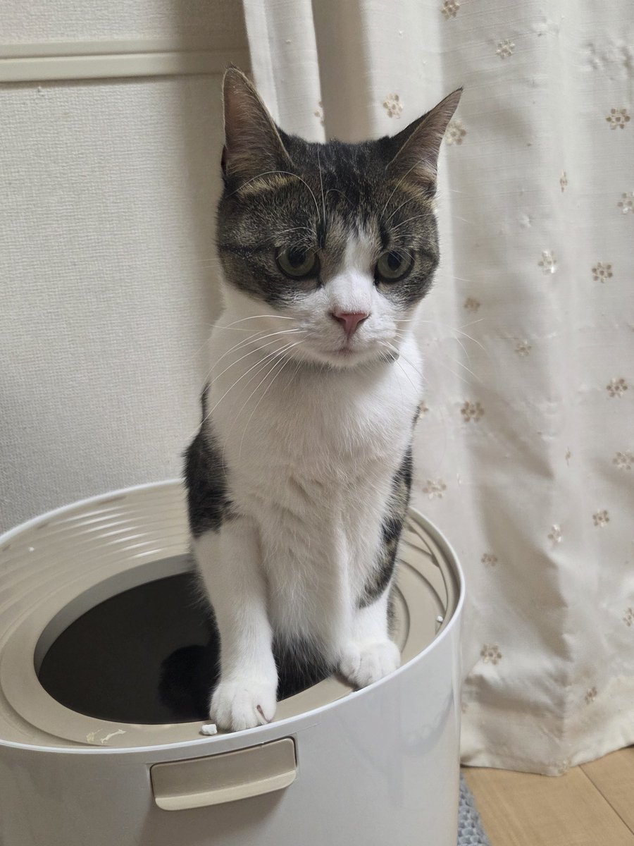 NT39815910's tweet photo. ミーアキャットみたいな体勢で💩すな https://t.co/VMysJPgOKo
