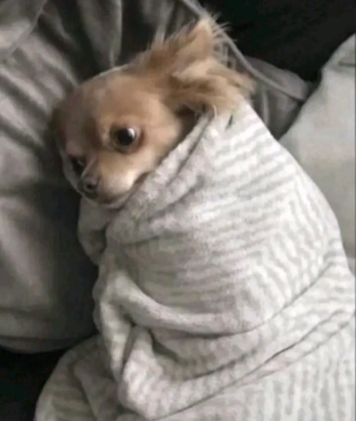 PrinceMXK247's tweet image. E be like u don try am before ooo😏 Like this we go need dog activist oo 😂 
#justicefordogs 😂😂😂