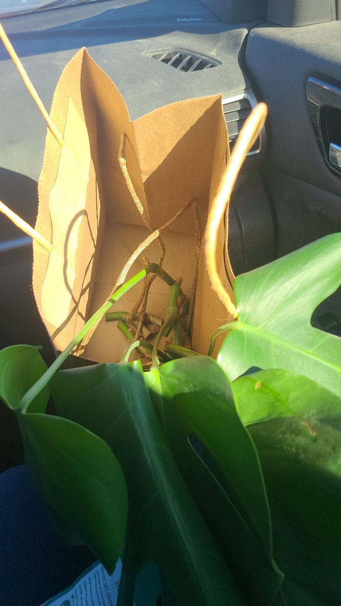 Took my monstera Mr. Leafy to the plant hospital and look how they massacred my boy. Literally sent him home in a bag