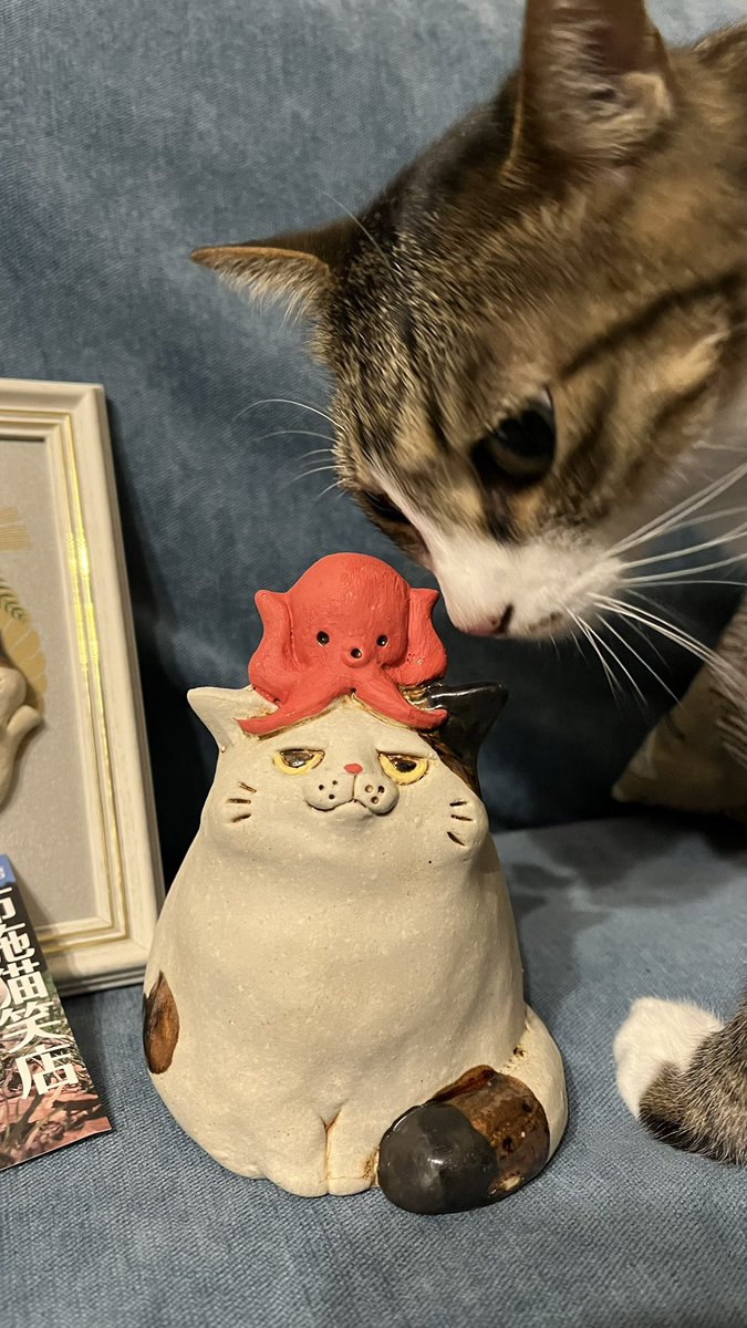 布施猫 (@c_a_takurofuse) / Posts / X