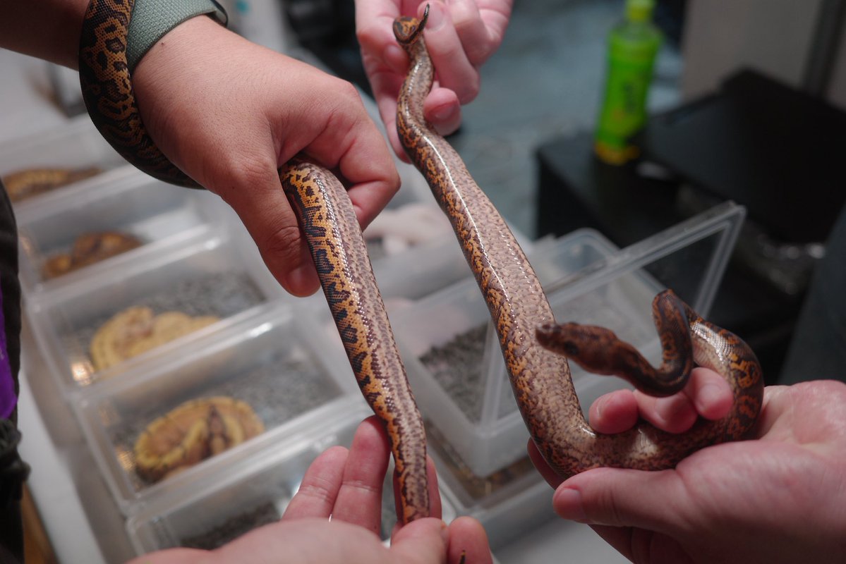 python20010216's tweet image. ONE2025

Living art project（@sigggggh ）さんから
1.0 BP confusion clown poss YB
をお迎えしました！

ずっと欲しかったconfusion…満足いくレベルの生体が買えて最高です！
ありがとうございました！

#ONE2025
 #ballpython 
#ボールパイソン