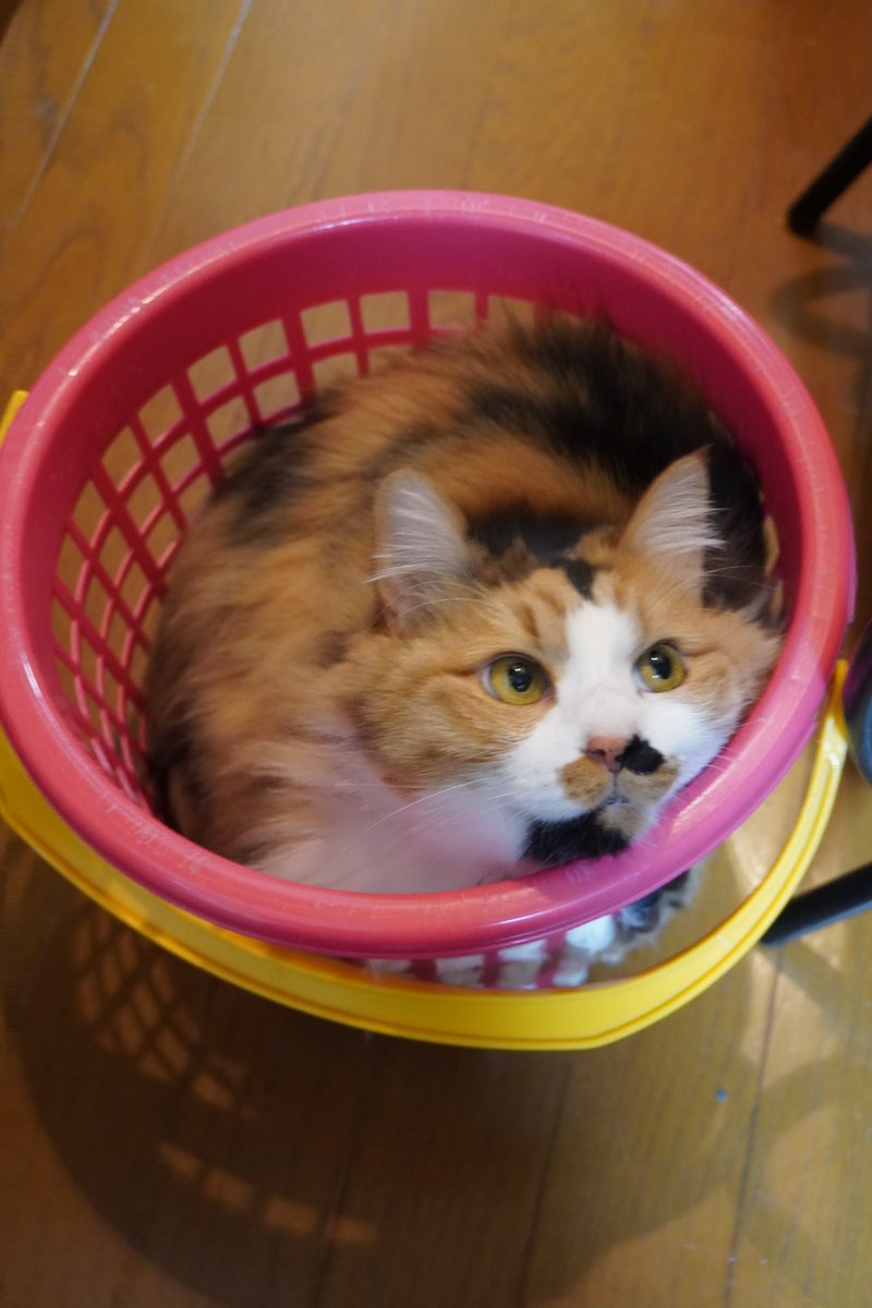 uBg3tA5OFRdyFQS's tweet image. おやすみニャさい💤
ごまの完食待ち、その後にごまの歯磨きが終わったら睡眠タイム、本日出社( ﾉД`)ｼｸｼｸ…
にゃんこ・アイドルでもなく、関心持ってる事を思うがままにＲＰし過ぎたw
#毎日が猫の日 #猫好き #保護ねこ