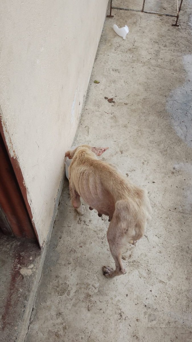 Estimado alcalde <a href="/JordyCarrielNa1/">Jordy Carriel Navarrete</a>,
le escribo con profundo respeto y preocupación por la situación de los animales en el cantón Palenque. Están siendo abandonados, enfermos y sin ningún tipo de ayuda.
No existen ordenanzas ni programas municipales que los protejan, y sin