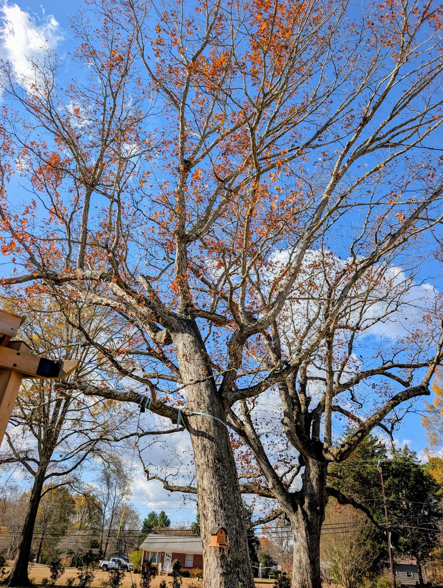 TigerTamer8's tweet image. #currentview Leaves falling in the wind