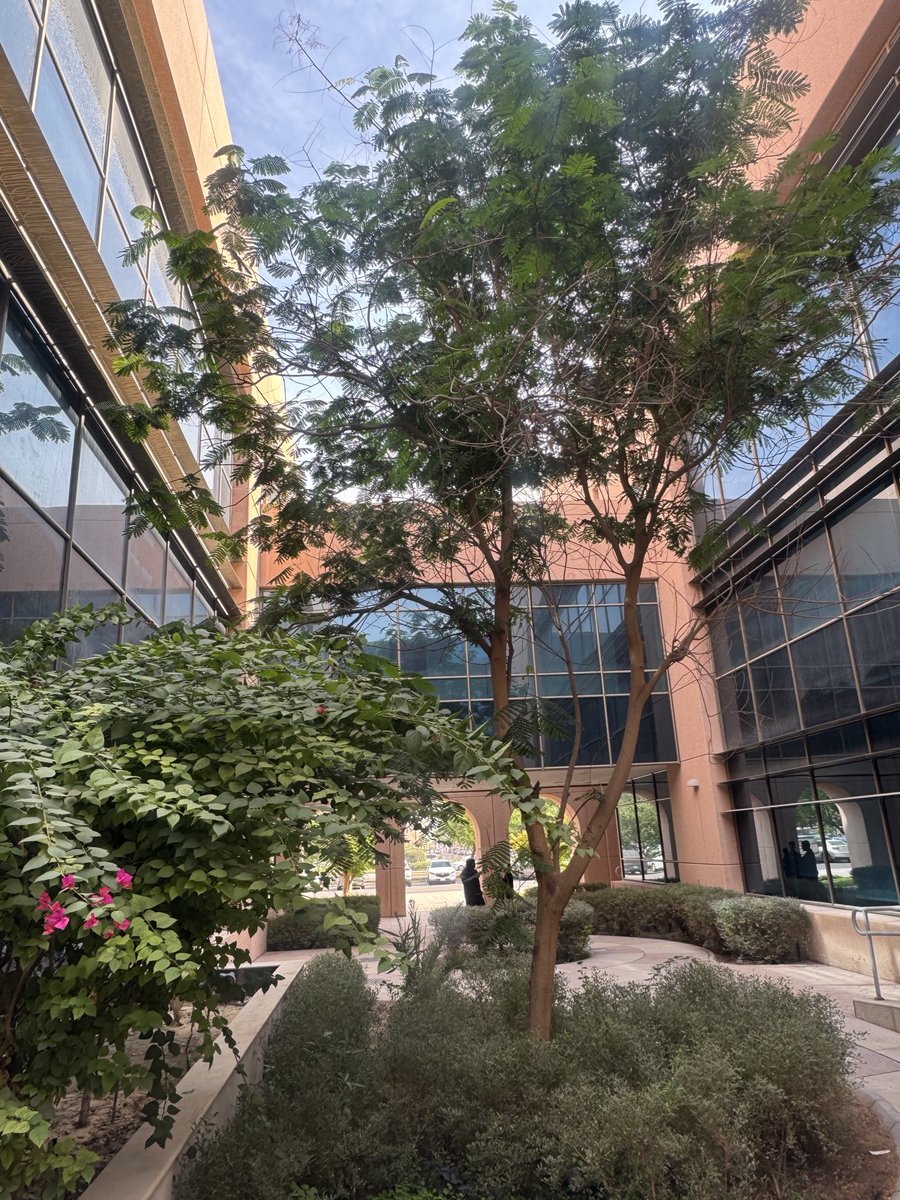 vip_ftoo's tweet photo. اليوم مع الجو والسحب⛅️حبينا نستكشف #حديقة_كفو_البحثية #KFU 
اليوم عباره عن شُــ🌳🌺🪴🍃ـجـرات https://t.co/jQZrUuxd4l