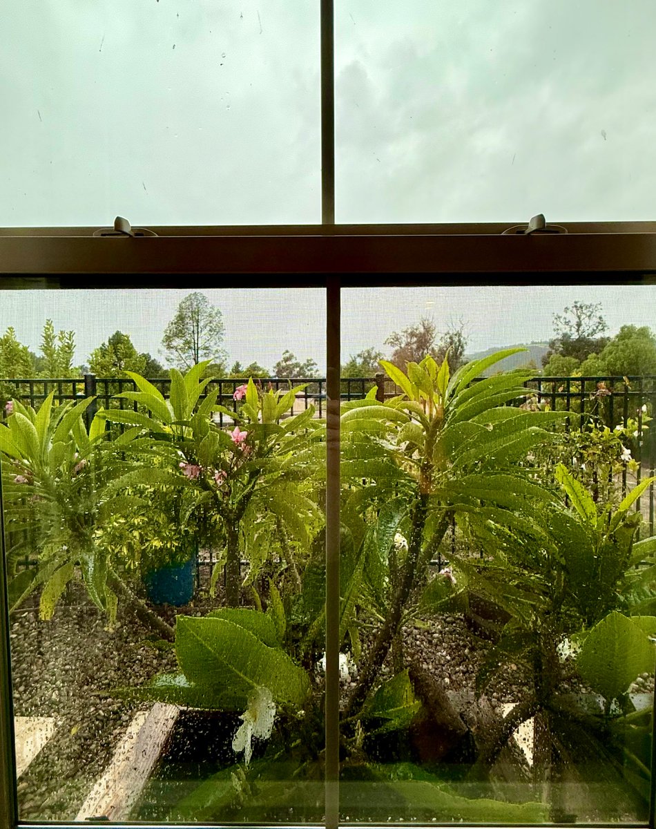 Looking out from my bedroom window, the rain makes everything look clean and fresh.