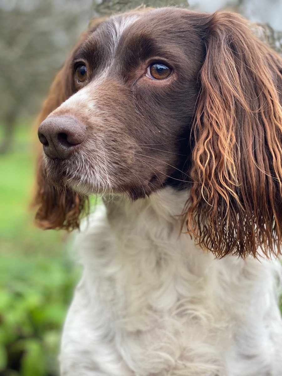 springmeister's tweet image. You know how much I love Springers…I’m also a patron or @ESSW_Springer  So…I’m sharing their new initiative.
Sponsor an English Springer Spaniel Welfare Dog from just £3 a month! essw.co.uk