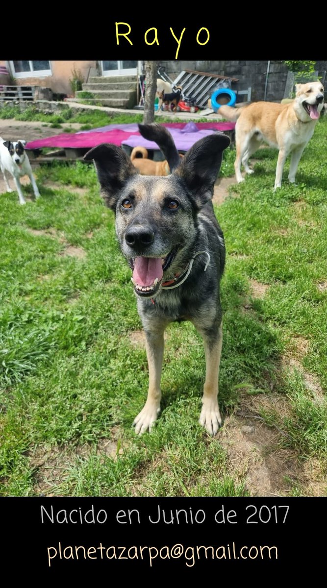 ¡Hola, hola, familia ! 👋✨
Hoy os traemos de vuelta a #Rayo, el perro que podría ganar un premio a las orejotas más adorables del planeta🐶💖
Es sociable, simpatiquísimo y tiene ese “no sé qué” que te derrite aunque intentes mantener la compostura.

#Rayo lleva años esperando a