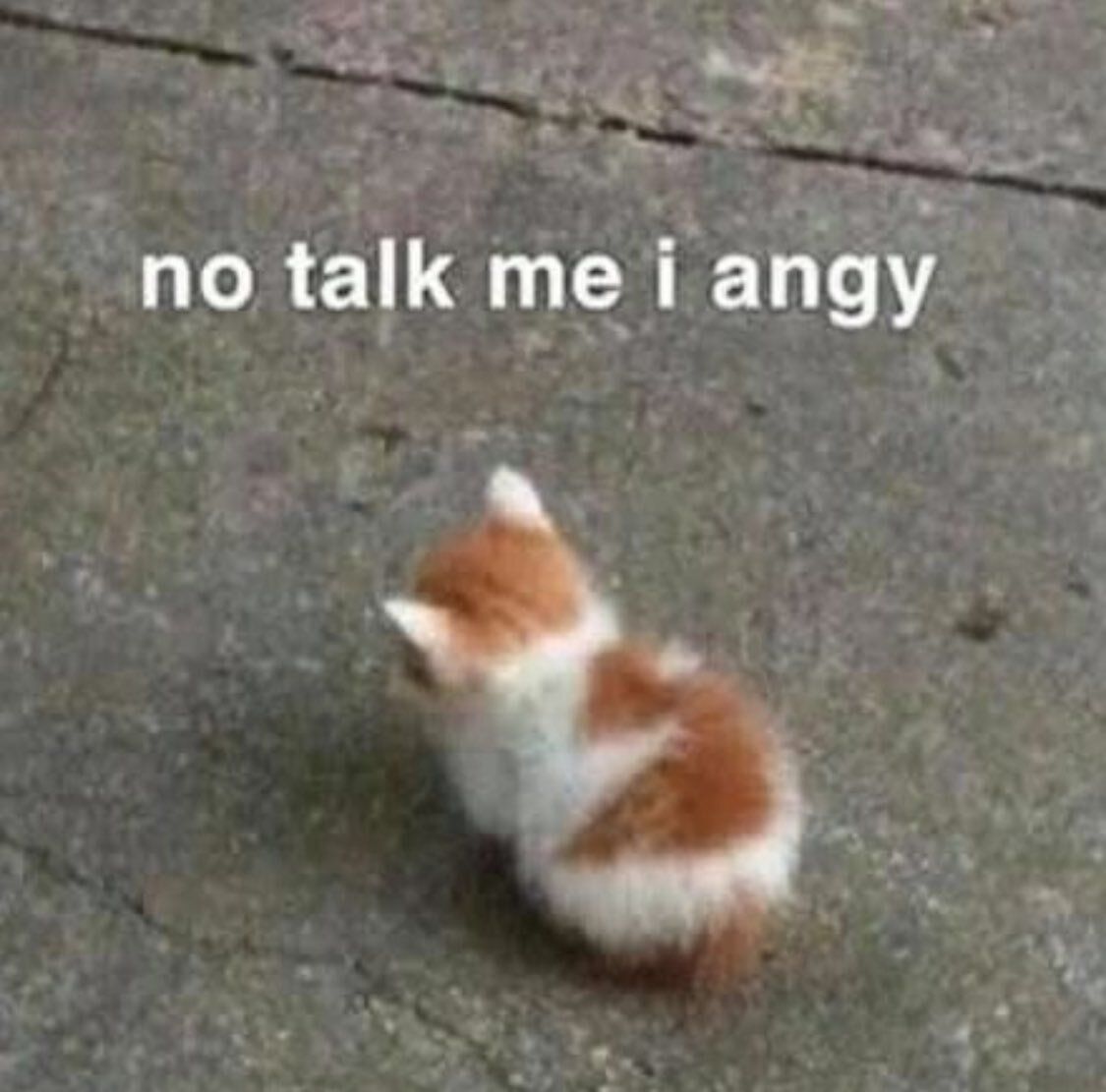 ShouldHaveCat's tweet photo. https://t.co/Rt2nTdZNLG