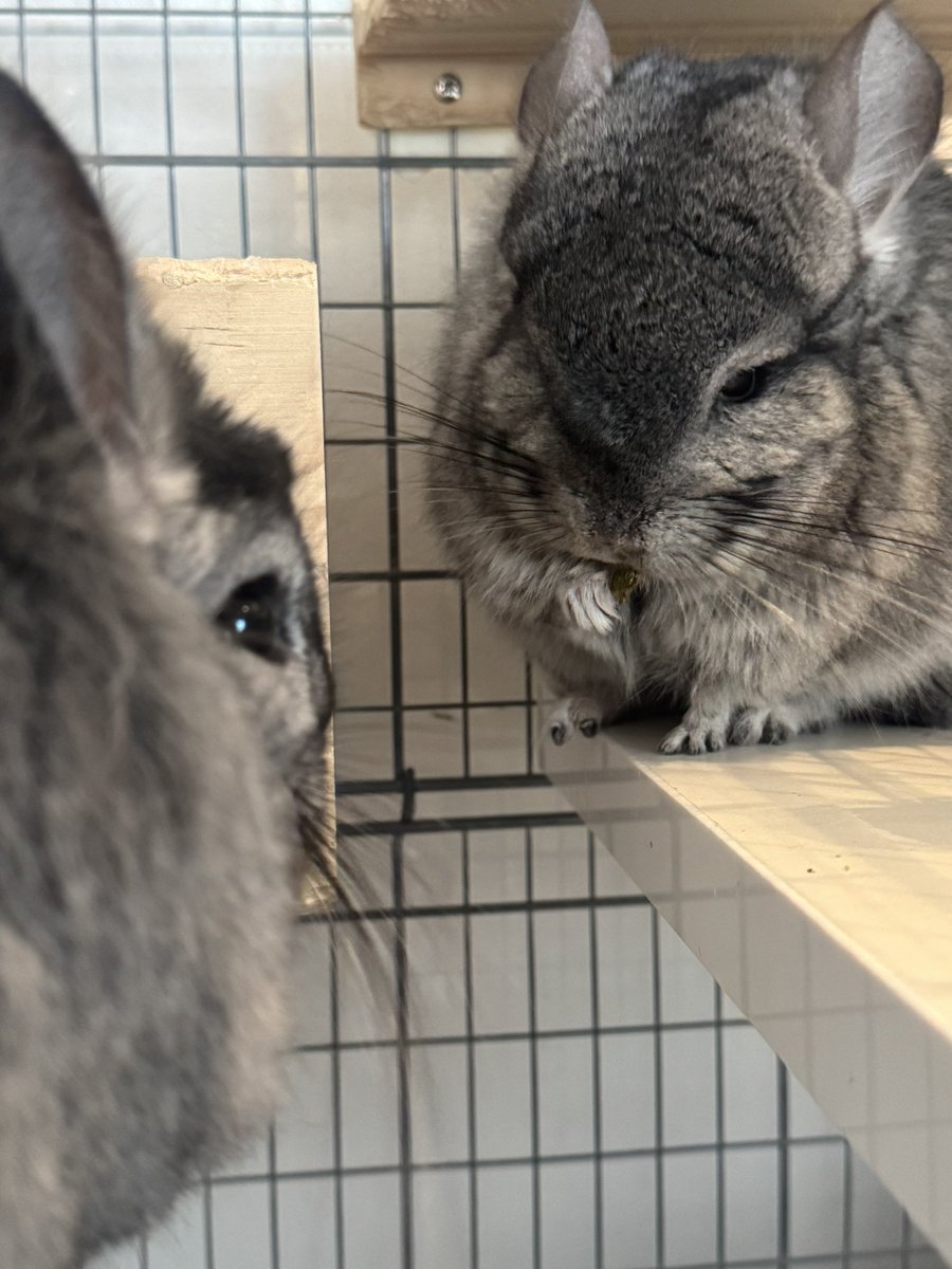 ぺこページ Peco(ぺこ)🎸💮🐹 (@peco_box) / Posts / X