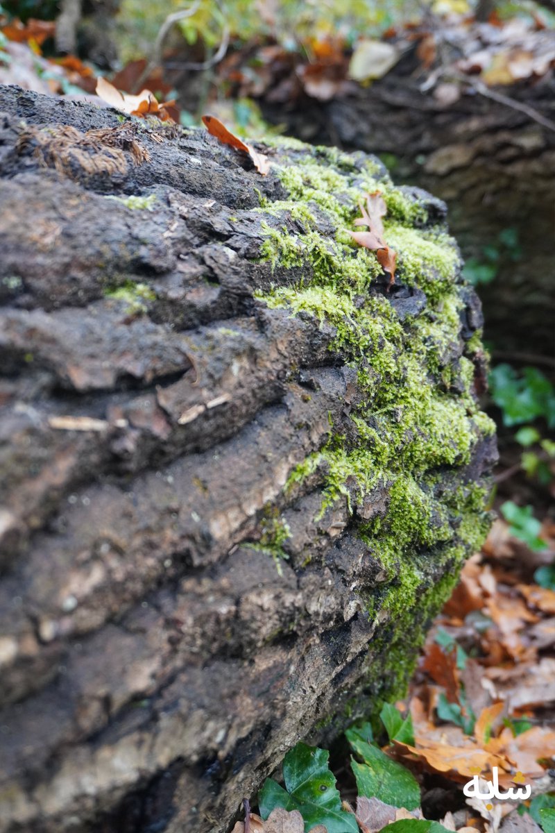 chaba_alg's tweet image. Bonjour ! #mousse #feuilles #automne #branches #vert
❤️😁😉💚💕
2025-11-16 17:05:38 (UTC+2)