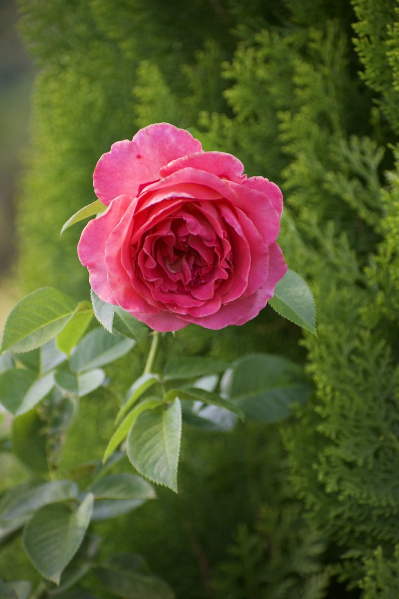 🍇 ゆゆまる ♋️ (@yuyumaru_718) / Posts / X