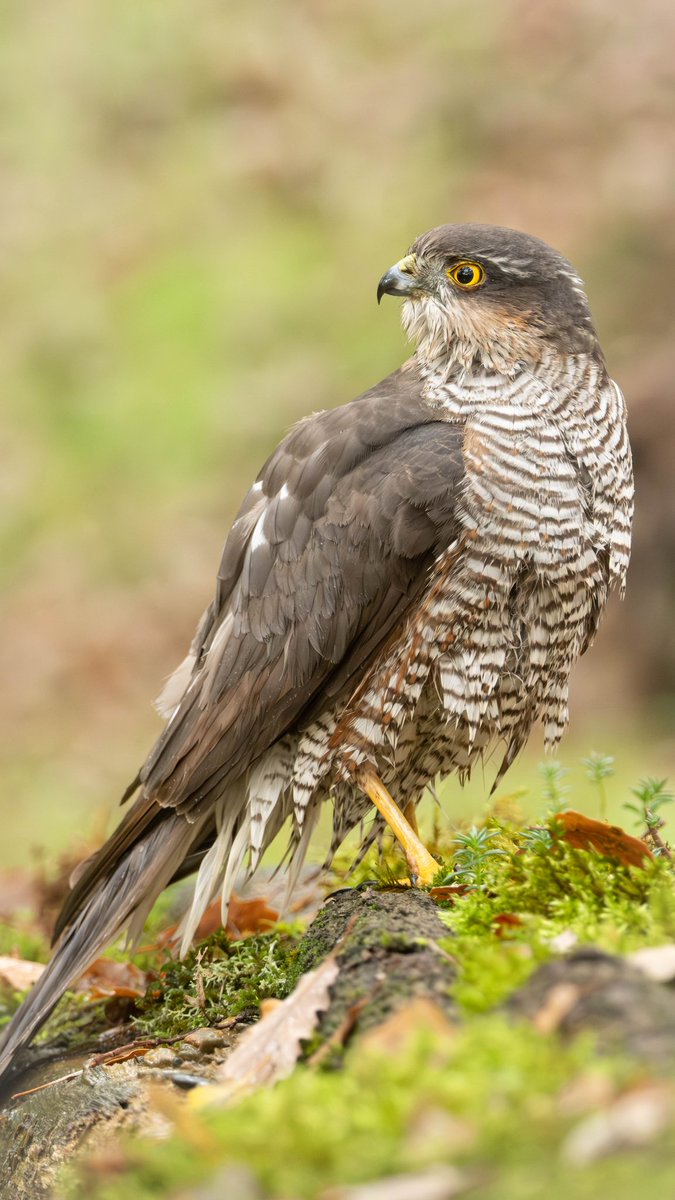 Esparver / Gavilán / Sparrowhawk