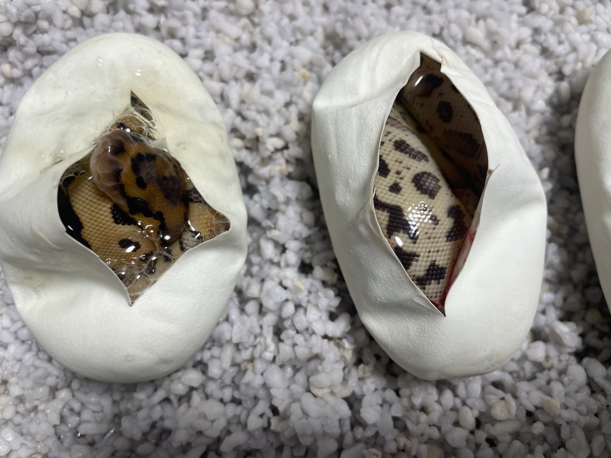 Black Magic Morphs Japan tweet media