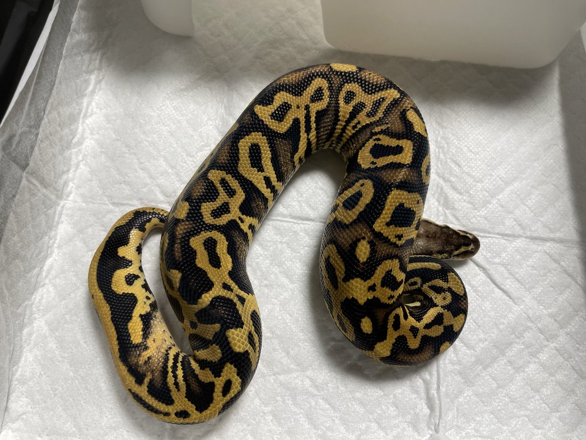 Black Magic Morphs Japan tweet media