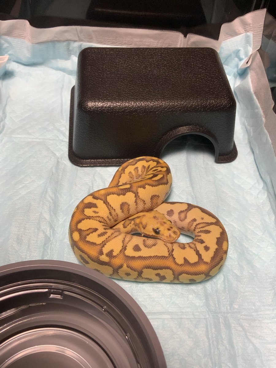 Black Magic Morphs Japan tweet media