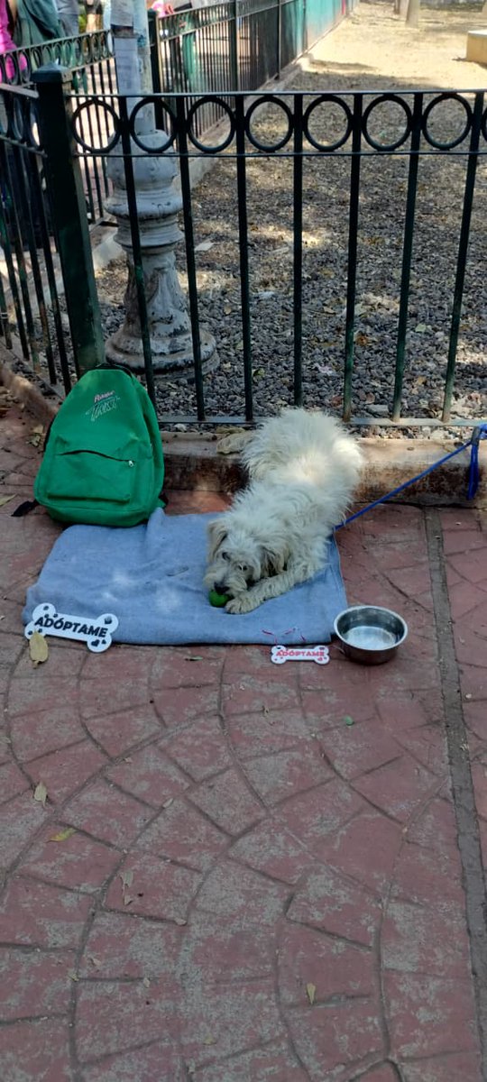 Tío Felino al servicio de la comunidad. Perrito en adopción para zona de Santa Fe. Información al: 5563593725 con Fernando Saucedo. 🐶❤️🐾