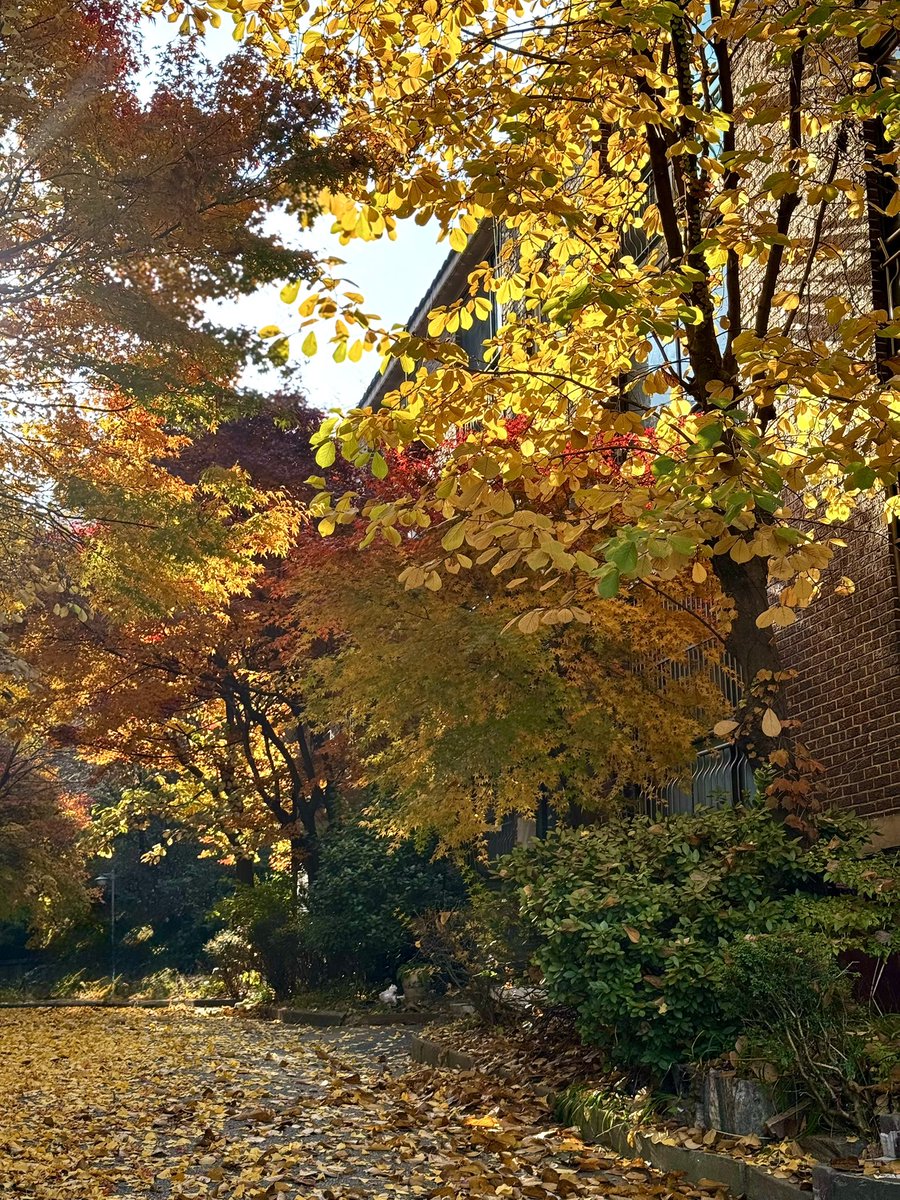 mocha__choco__'s tweet image. 진짜진짜 마지막 가을🍂🍁