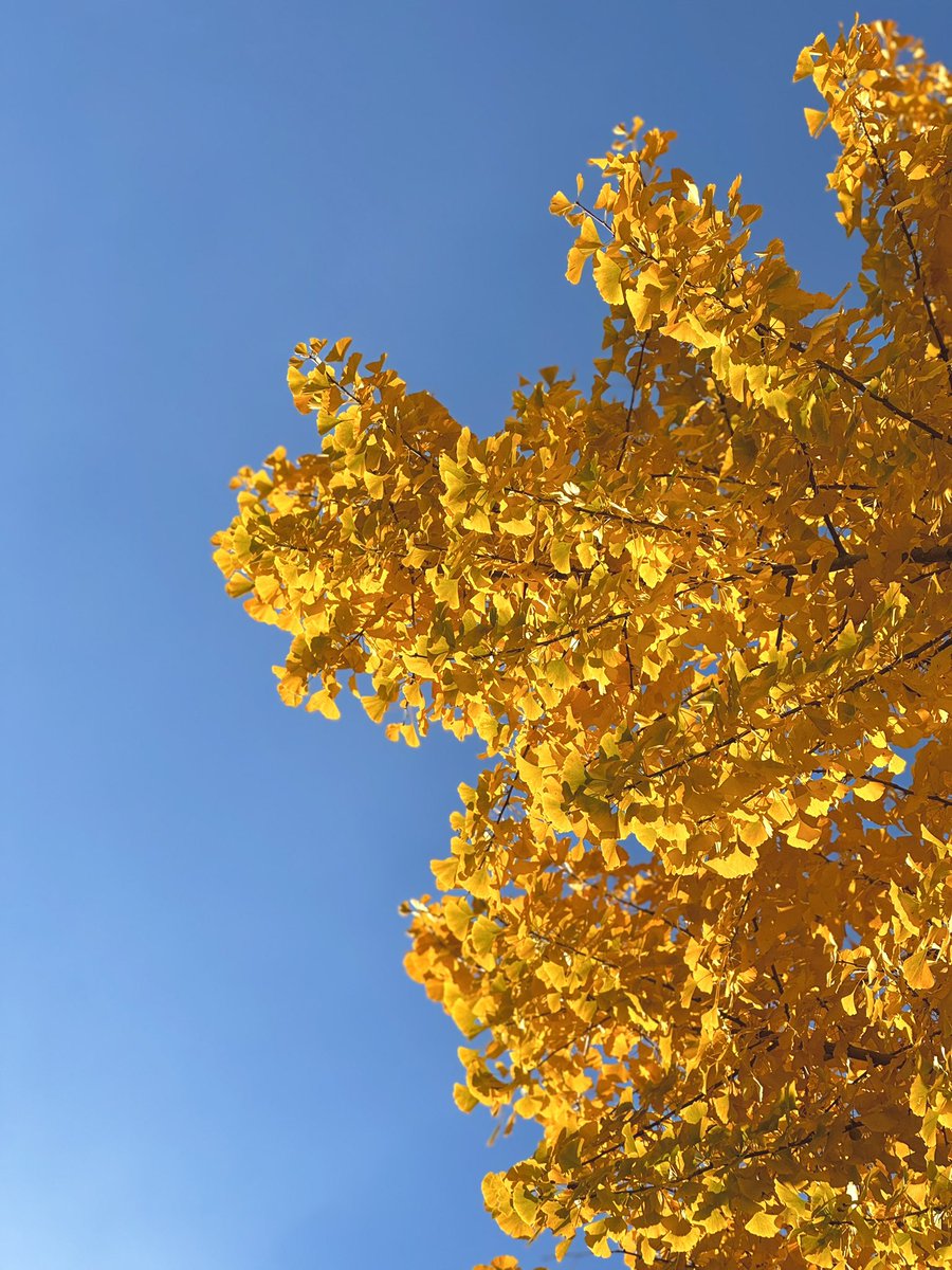 mocha__choco__'s tweet image. 진짜진짜 마지막 가을🍂🍁