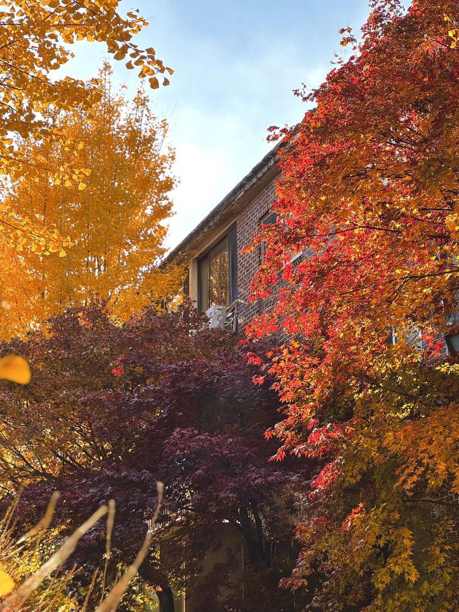 mocha__choco__'s tweet image. 진짜진짜 마지막 가을🍂🍁