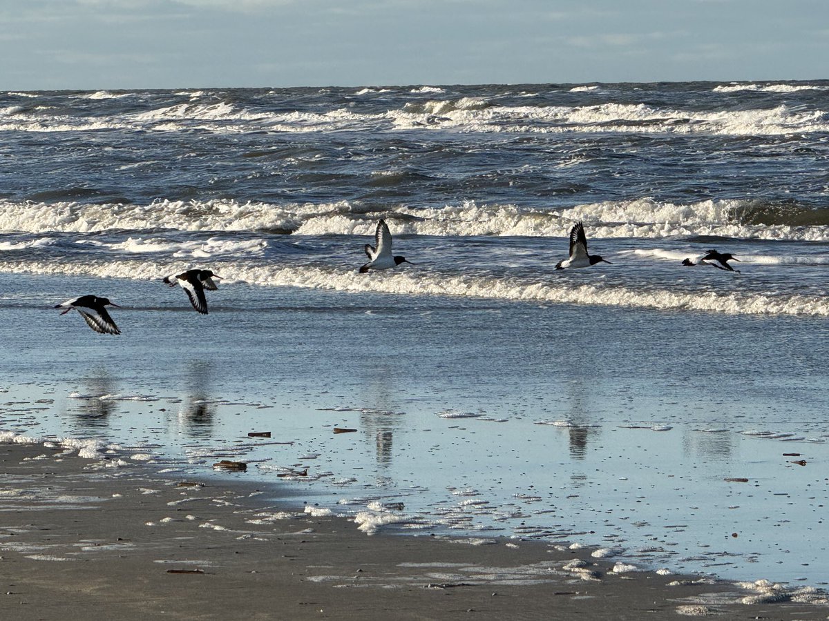 meintebonthuis's tweet image. Strand…