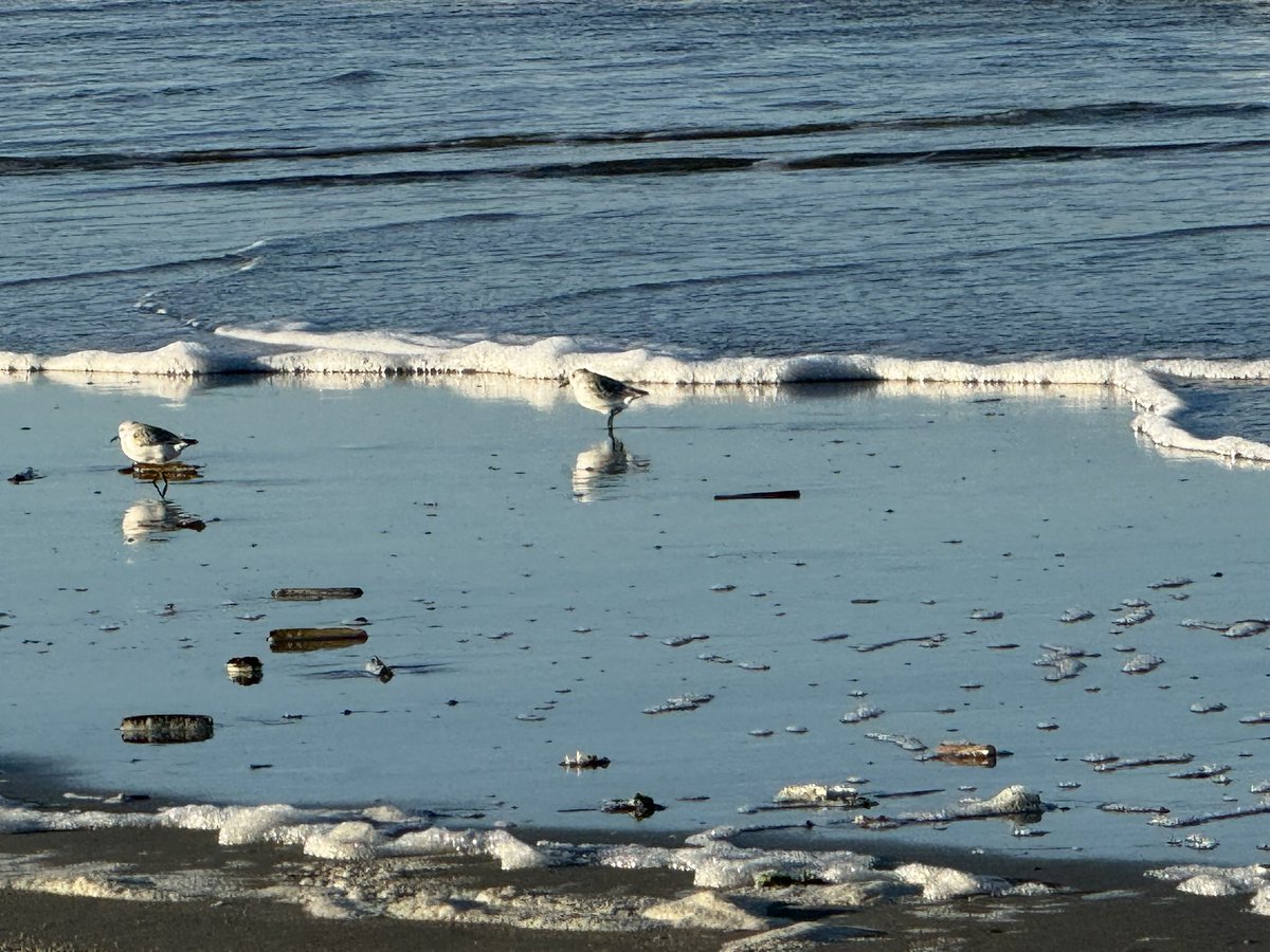 meintebonthuis's tweet image. Strand…