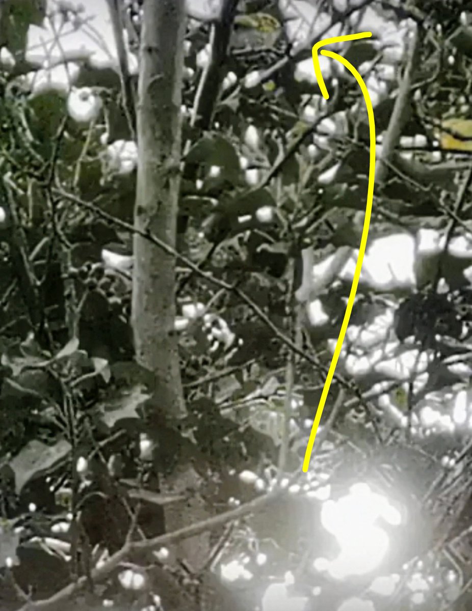 The White Falcon 💙 tweet media