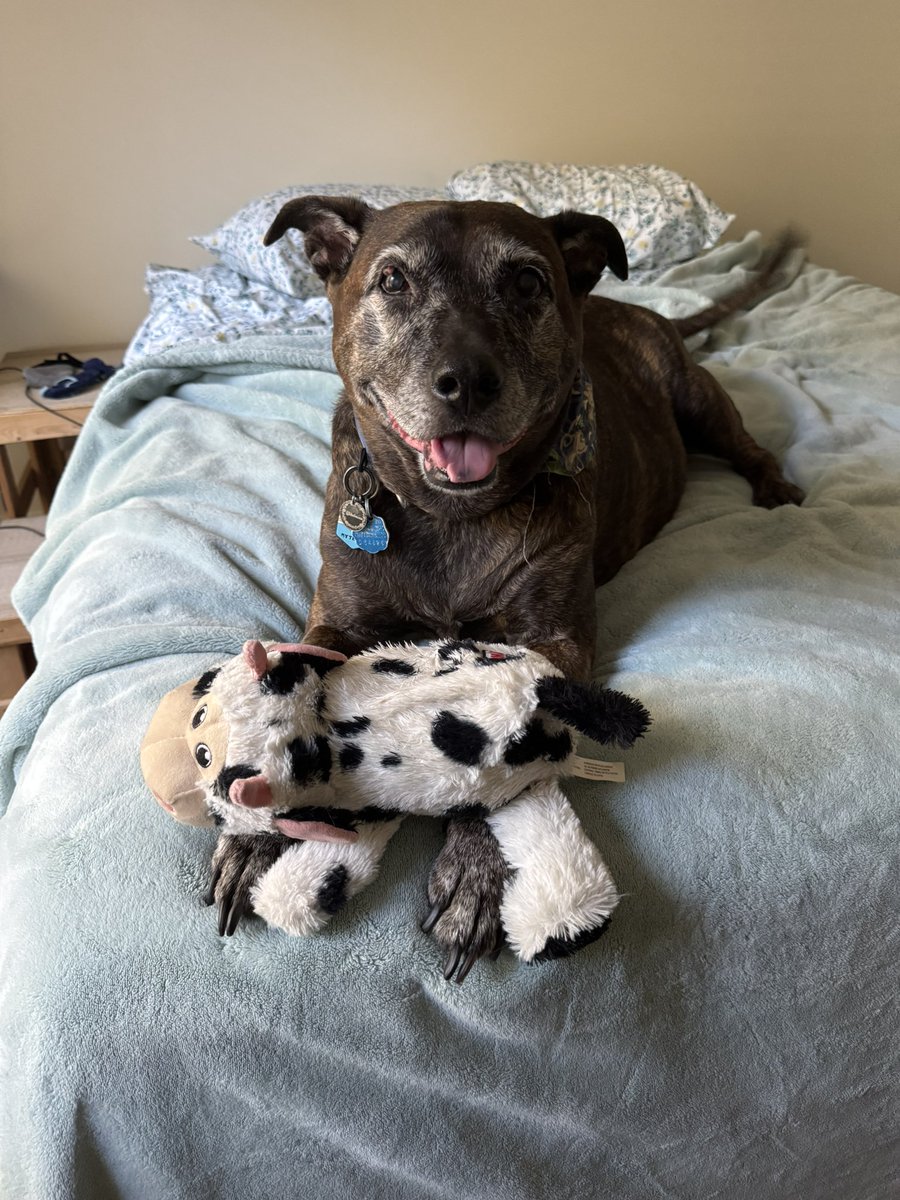 KRNiederberger's tweet photo. @Lucky_Pup_SC Wilhelmina aka Minna. 12 years young.
#heartdog #foreverloved
🐾💕🐾💕 https://t.co/U9crsGTEBA