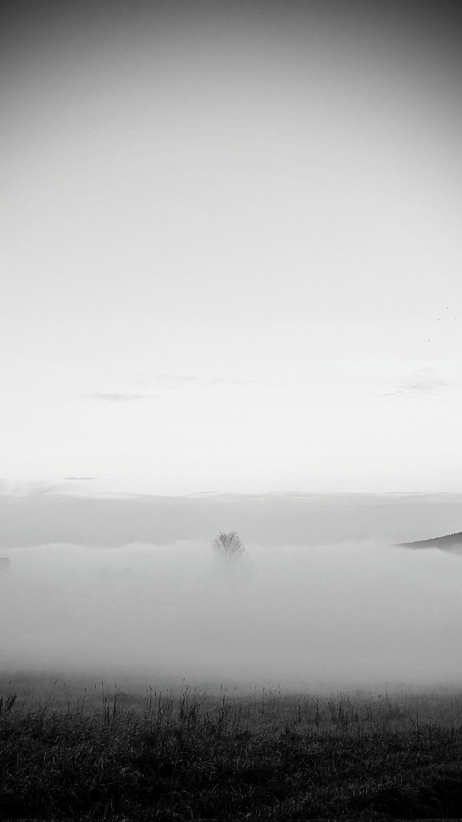 Drzewo w chmurach ⛰️😶‍🌫️