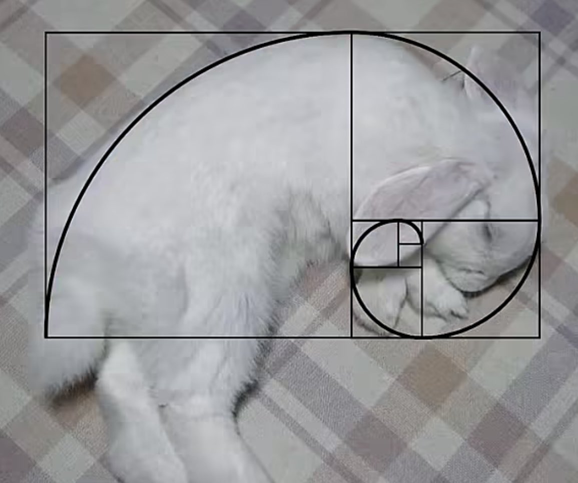 Bunnies (@bunnies) on Twitter photo 