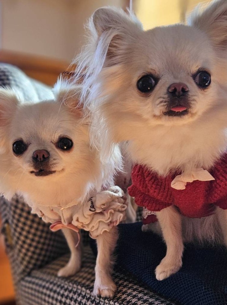 みかんちゃとうめちゃん(右）❤ ※昨日撮影 #チワワ党