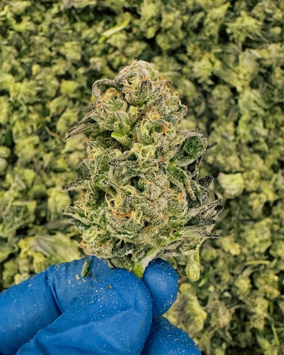 Lemon cherry gelato 🔥 
28% THC
Not for small smokers 😅
Send us a DM to order now