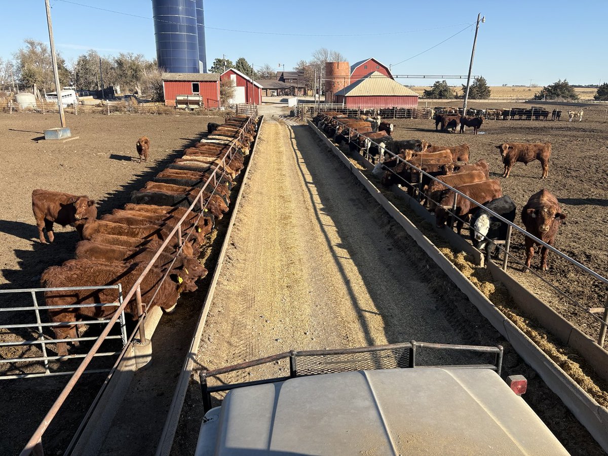 KadelThad's tweet photo. Perfect weather for feeding https://t.co/C9PuD9FZd4