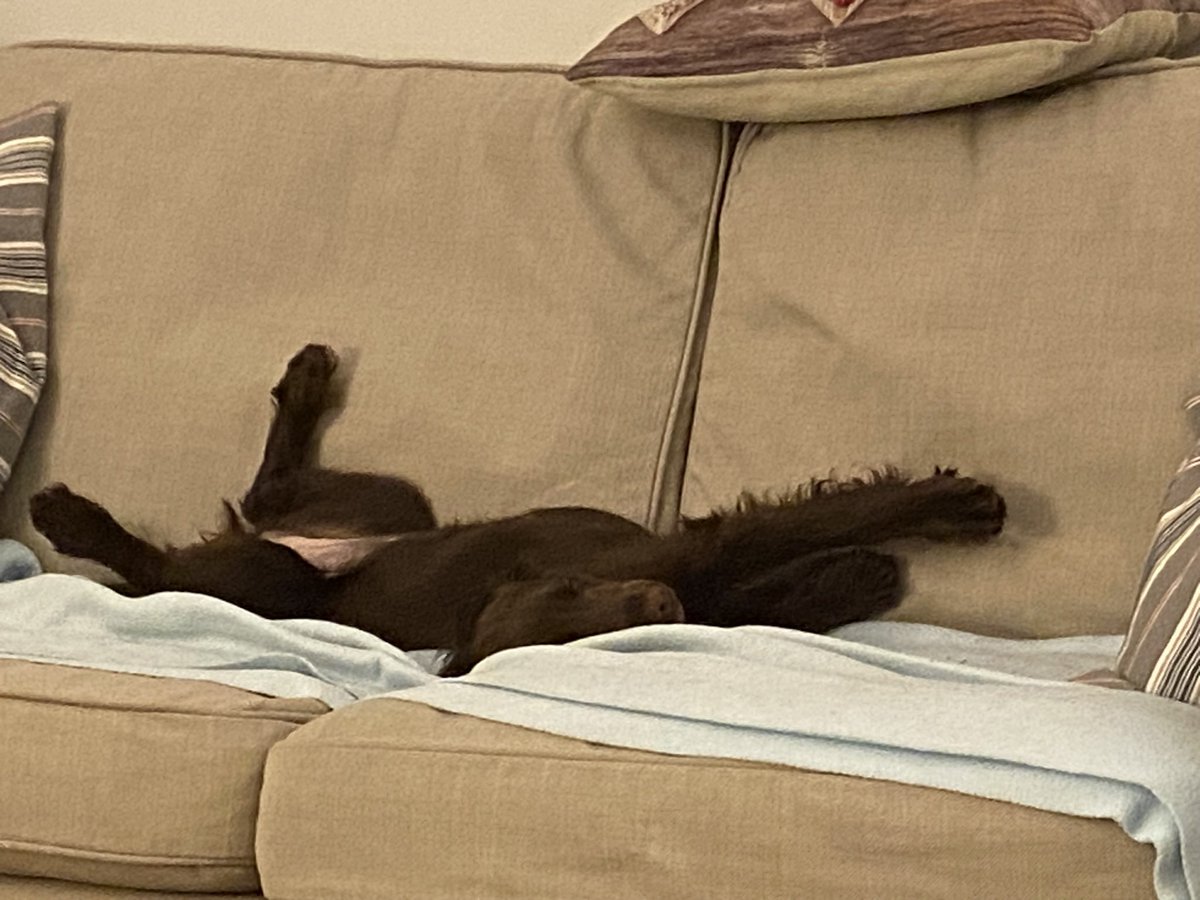 IainStuartwall1's tweet photo. @springmeister @ESSW_Springer She is my guard dog 🙄 https://t.co/uvrFEmSpUz