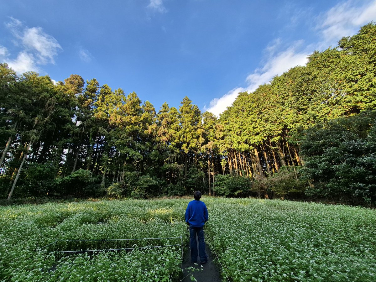 비밀의숲