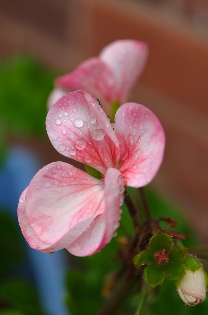 GroundedTech's tweet image. Some more @oppo Find X9 Pro shots.

#ShotOnOPPO