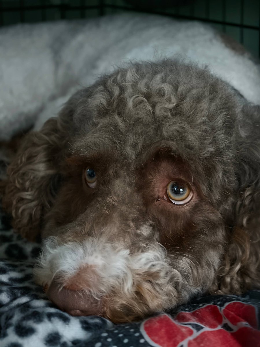 GroundedTech's tweet image. Some more @oppo Find X9 Pro shots.

#ShotOnOPPO