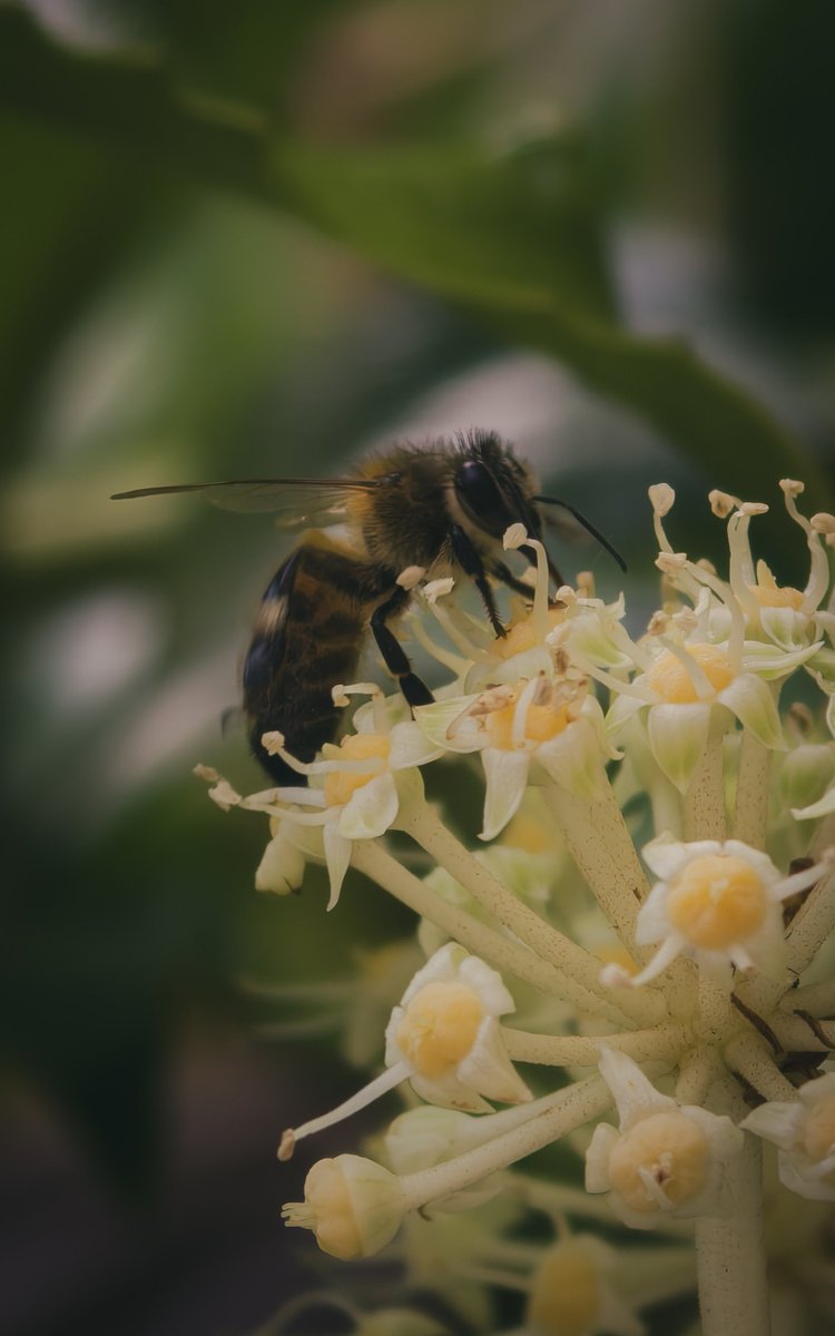 GroundedTech's tweet image. Some more @oppo Find X9 Pro shots.

#ShotOnOPPO