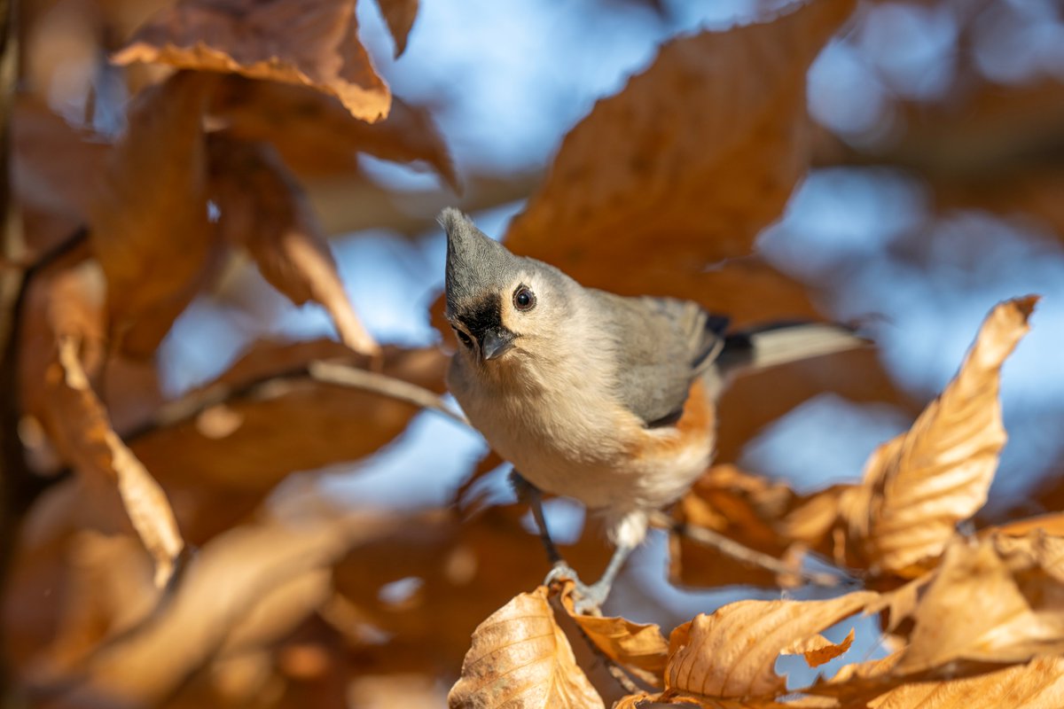 JocAPhotography's tweet image. Impossible to resist the big brown eyes of a Tufted Titmouse who wants a peanut.