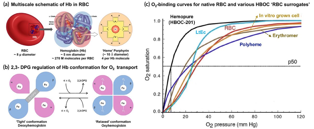 Biosynthetic blood surrogates: Current status and future opportunities

CCR Journal Watch
criticalcarereviews.com/latest-evidenc…