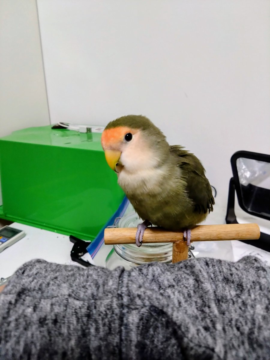こっちに来る気がない時のコザクラインコ。