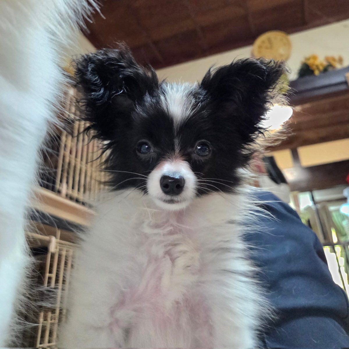 チワワより小さな･･･
ごまぞう君
大切にしてくださる方いらしたら
 #白黒パピヨン
 #里親募集中