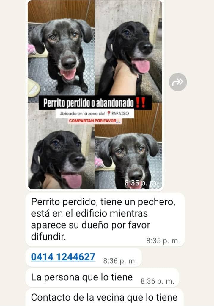 PerroUsuario's tweet image. EXTRAVIADO  buscan a su familia humana. El Paraíso Caracas