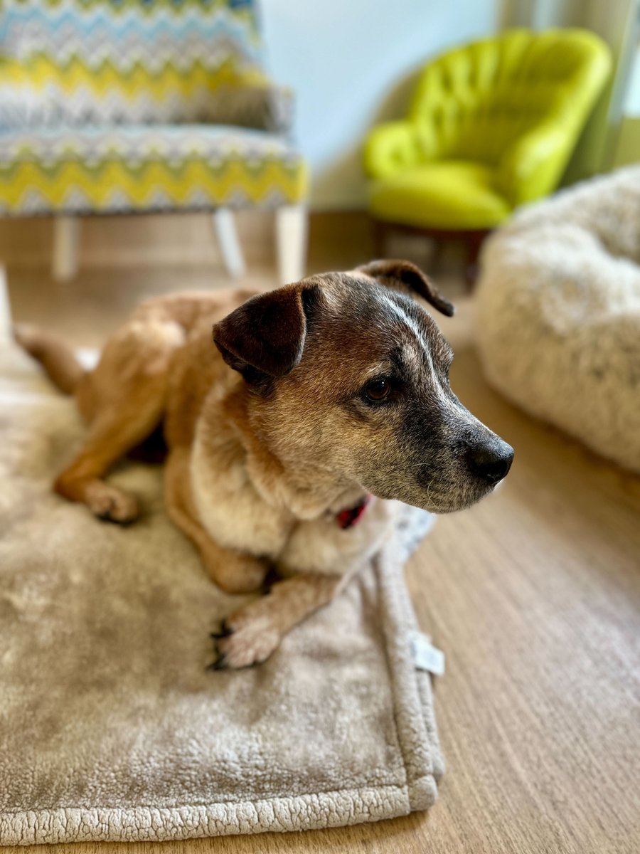 Just a little biggie appreciation post. 🙌 See more mutts of all