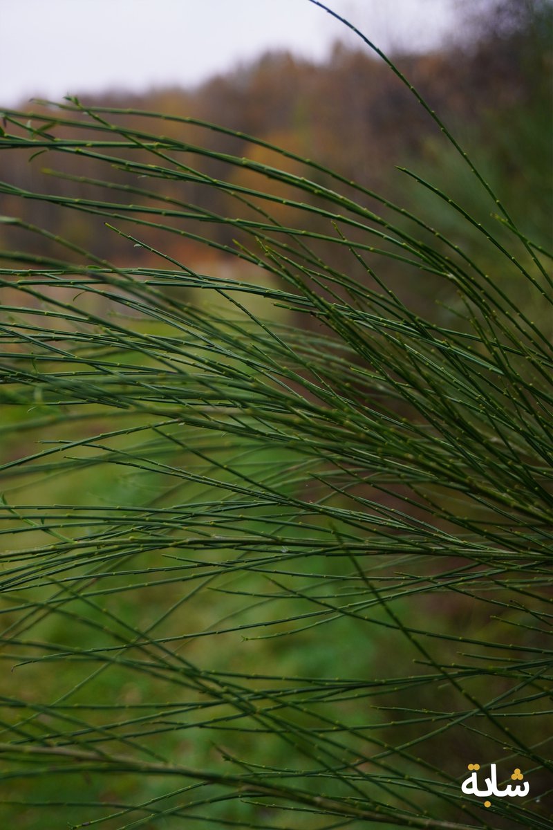 chaba_alg's tweet image. Bonjour ! #arbres #feuilles #herbe #branches #vert
❤️😁😉💚💕
2025-11-16 16:02:33 (UTC+2)