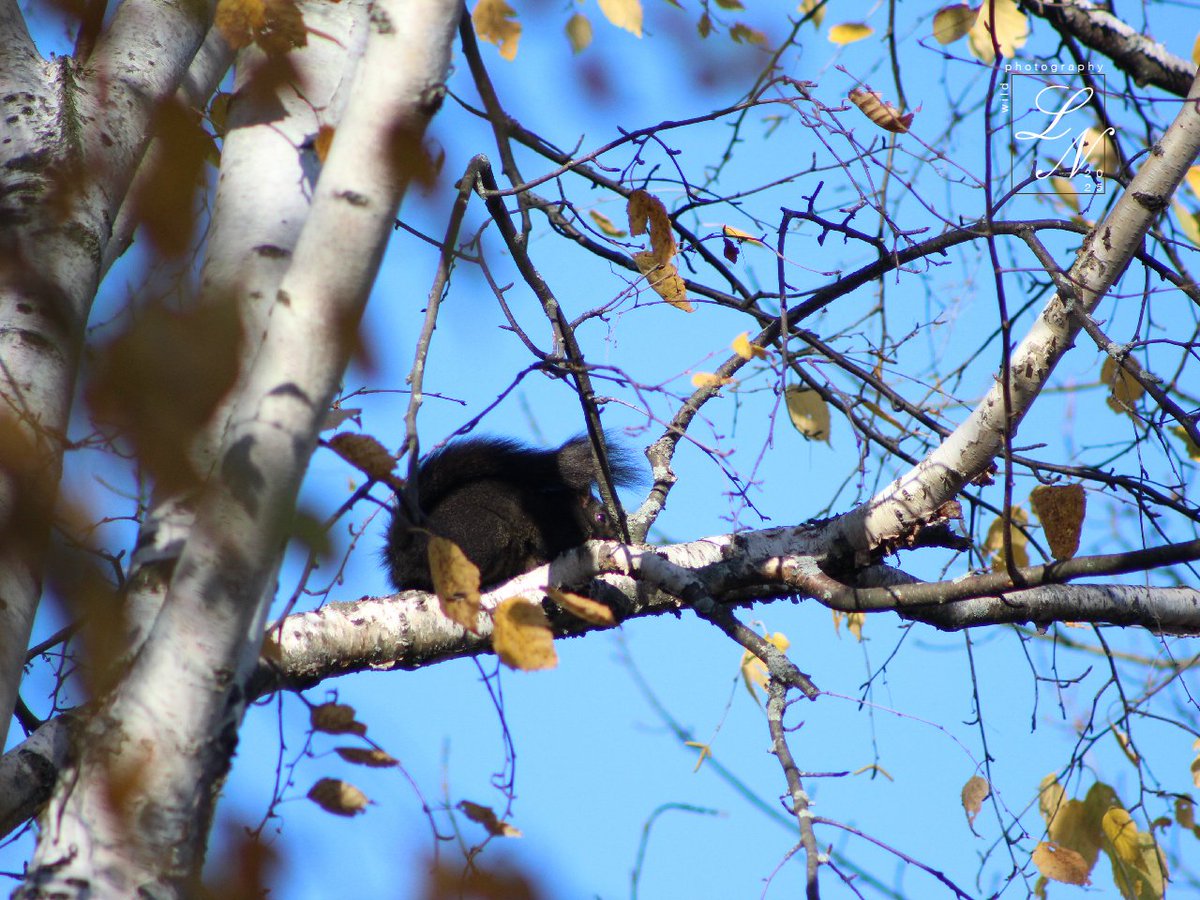 cellswordrin's tweet photo. The northern wind is strong! #SundaySquirrel #SquirrelScrolling https://t.co/UeAkBjdCnB