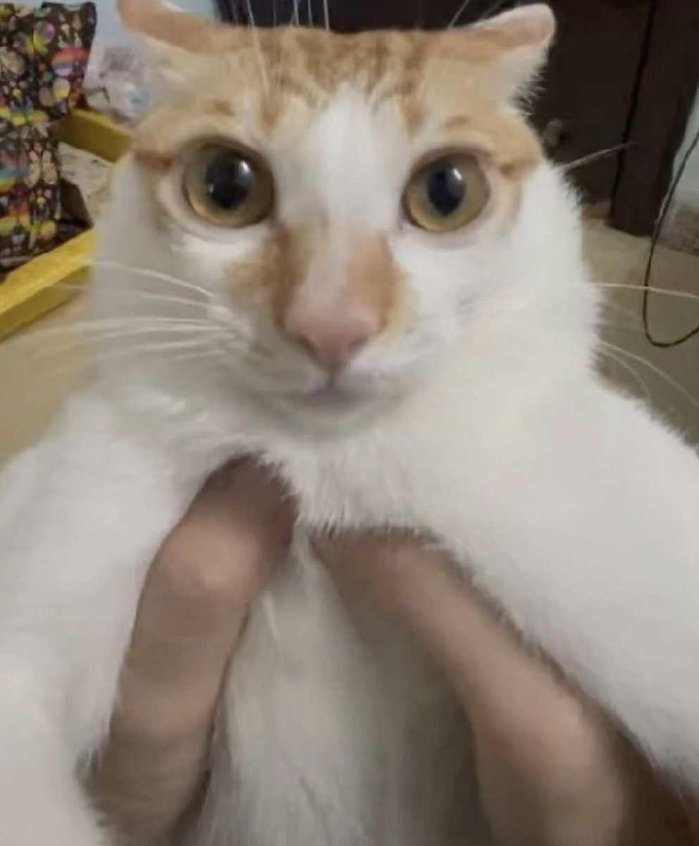 gatinarios's tweet image. 