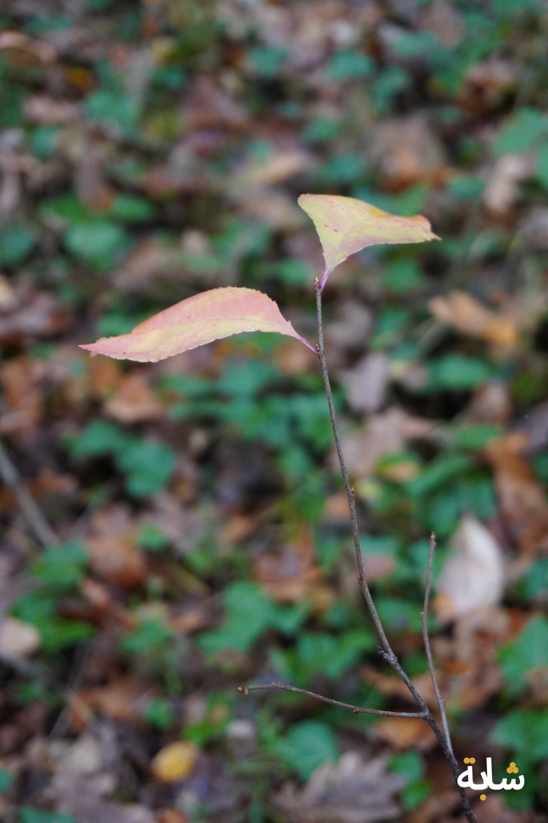chaba_alg's tweet image. Bonjour ! #terre #feuilles #automne #branches #vert
❤️😁😉💚💕
2025-11-16 16:28:18 (UTC+2)