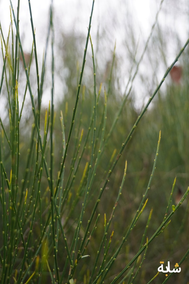 chaba_alg's tweet image. Bonjour ! #branches #feuilles #ciel #nuages #vert
❤️😁😉💚💕
2025-11-16 16:05:11 (UTC+2)
